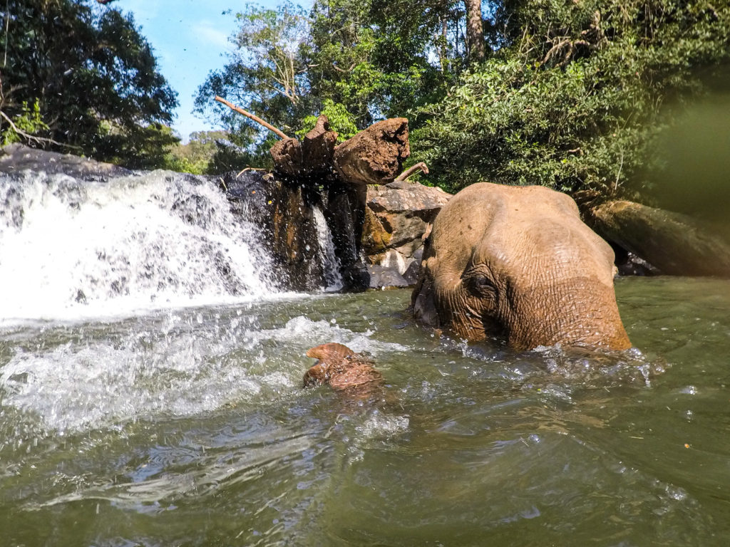 Image baignade élephant